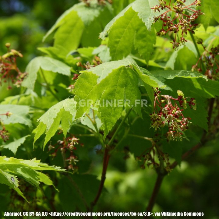 Korea maple, Acer pseudosieboldianum image
